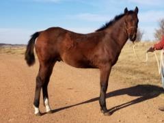 Whiskey Up Latigo JW <BR> AQHA 6005067